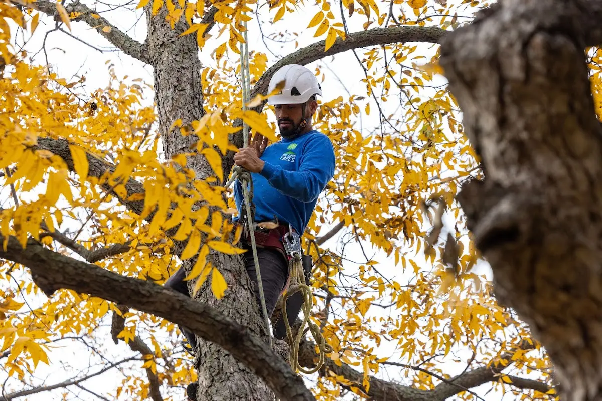Skilled Tree Pruning crew working in Wiconisco